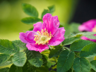 Beautiful purple flower of wild rose