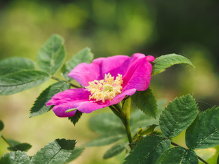 Beautiful purple flower of wild rose
