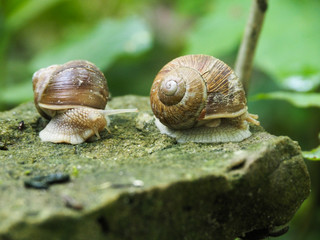 Two grape snails on a stone
