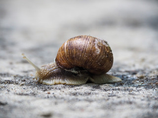 Grape snail crawl on sandy soil