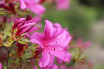 Pink Flowers I 