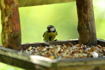Bird tomtit feeding sunflower on the fodder rack in spring