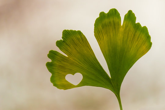 Ginkgo with heart