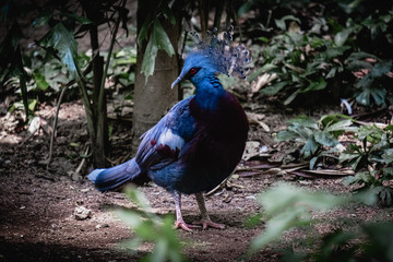 Colorful blue bird