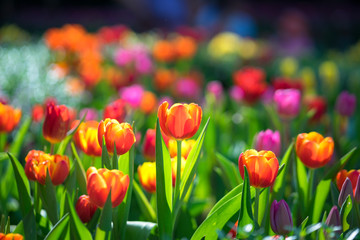 Colorful tulip flowers are blooming in the natural garden with morning light shade. Selected focus with foreground and background bokeh.