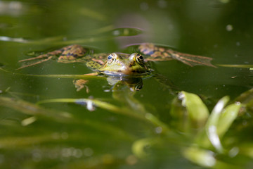 Frog in the pond