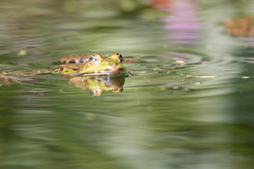 green frog in the pond