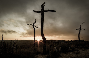 Crosses in the forest
