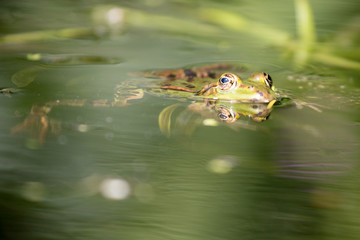 frog in the pond