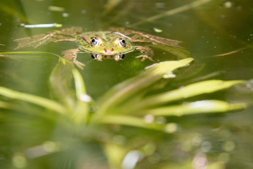 Green frog in nature