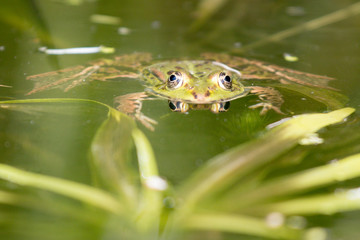 Green frog portrait