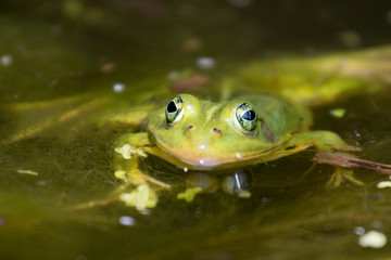 Eyes of a green frog