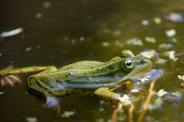 Green frog on a leaf