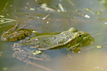 green frog in the pond