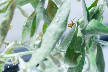tiny spider wrapped in spindle tree leaves and Tiny spider repair its net after rain