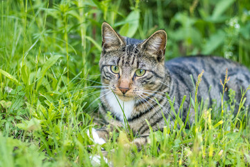 Young green-eyed Mackerel Tabby Cat frolics in the grass on a late spring afternoon