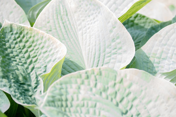 background with green leaves of Hosta