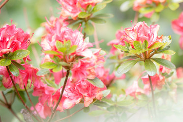 pink flowers in the garden