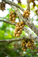 Langsat or Longkong is ready to harvest, too many productive found on the tree. Langsat or Longkong is one type of famous Thai fruit which is productive in summer period. 