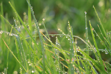 drops of water on green grass