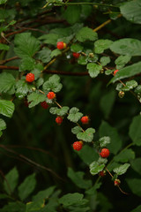 Fruits of bramble - Rubus microphyllus. It is called “Kiichigo” in Japan.