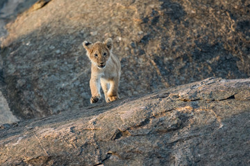 Lion cub on a rock