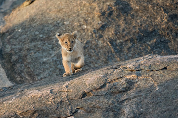 Lion cub on a rock
