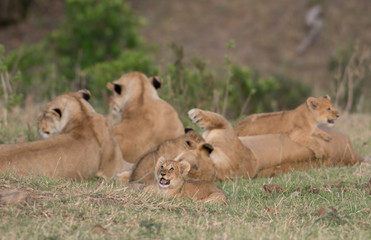 Pride of lions in Masai Mara