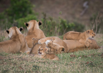 Pride of lions in Masai Mara