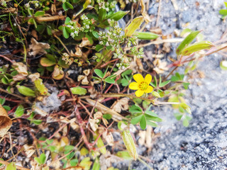 Creeping woodsorrel or procumbent yellow-sorrel