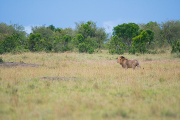 Male lion in Masai Mara Game Reserve