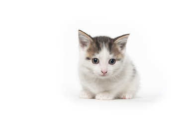 Cute white tabby kitten on white