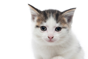 Cute white tabby kitten on white