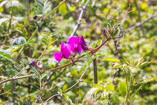 Flowers of common vetch or arbeja