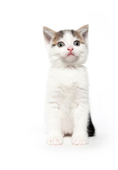 Cute white tabby kitten on white