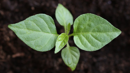 Chili pepper seedling