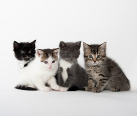 Four cute kittens on white