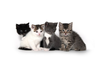 Four cute kittens on white