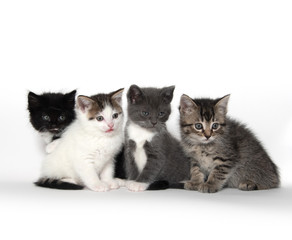 Four cute kittens on white
