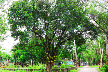 Jackfruit on tree. Huge jack fruit gowing in tree.jackfruit fruits fresh tree organic closeup...