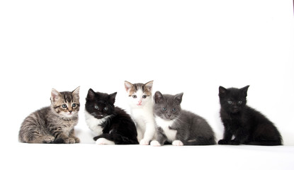 Five cute kittens on white background