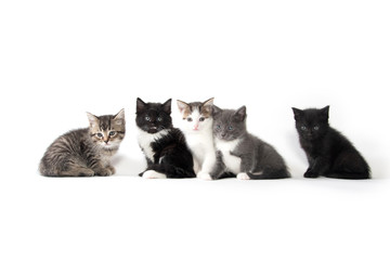 Five cute kittens on white background