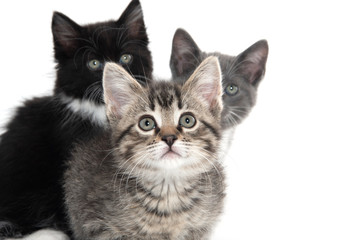 three kittens on white background