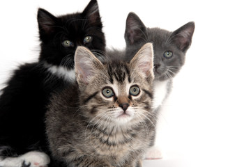 three kittens on white background