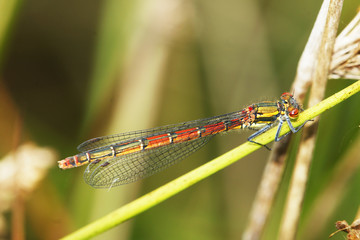 Female Large red damselfly, copy space