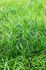 Grass on the field during sunrise. Agricultural landscape in the summer time.art abstract spring background or summer background with fresh grass.High green fresh grass isolated 