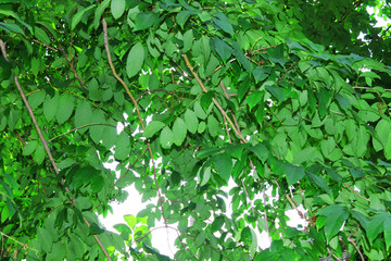 Obraz premium Green leaf Natural Picture. 