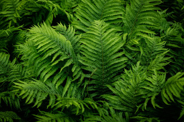 Fern