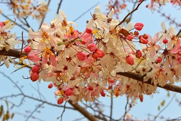 The beauty of pink flower bushes, blue background