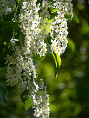Beautiful white cherry flowers on a blue sky background.